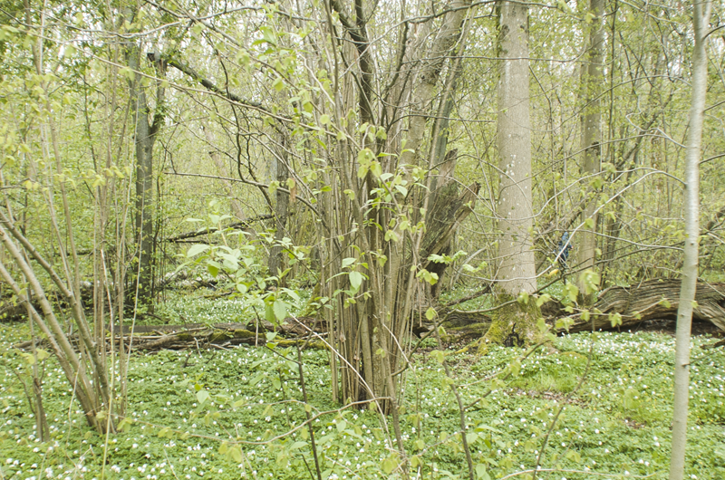Still från videon Det raderade konceptet - om naturnära skogsbruk. 