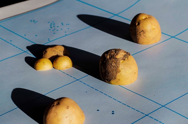 Ana Núñez Rodríguez- Cooking Potato Stories