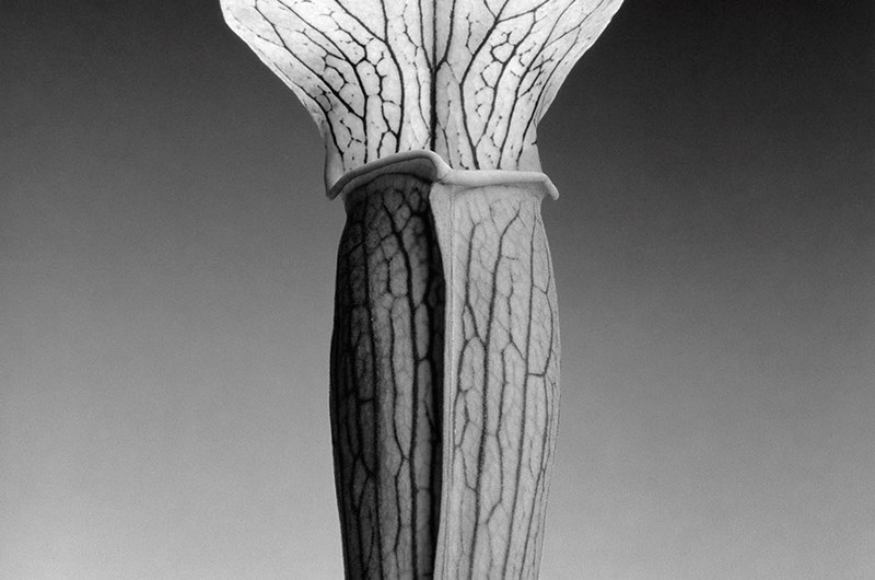 Robert Mapplethorpe, Jack in the Pulpit, 1988. Gelatinsilverfoto-grafi monterat på karting, 58,8 x 49,2 cm.