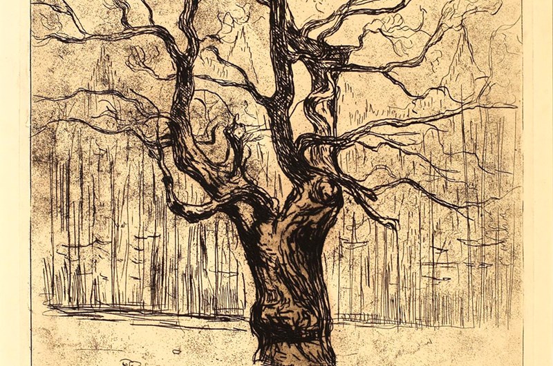 Edvard Munch, Eken, 1903, etsning. Thielska Galleriet