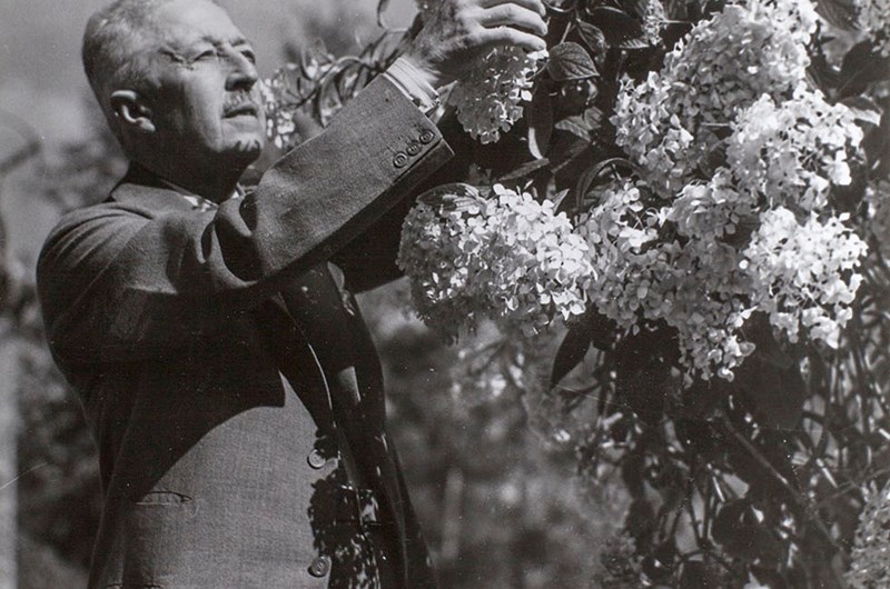 Prins Eugen skördar hortensia, 1930-tal. Foto: Okänd. Prins Eugens Waldemarsuddes arkiv.