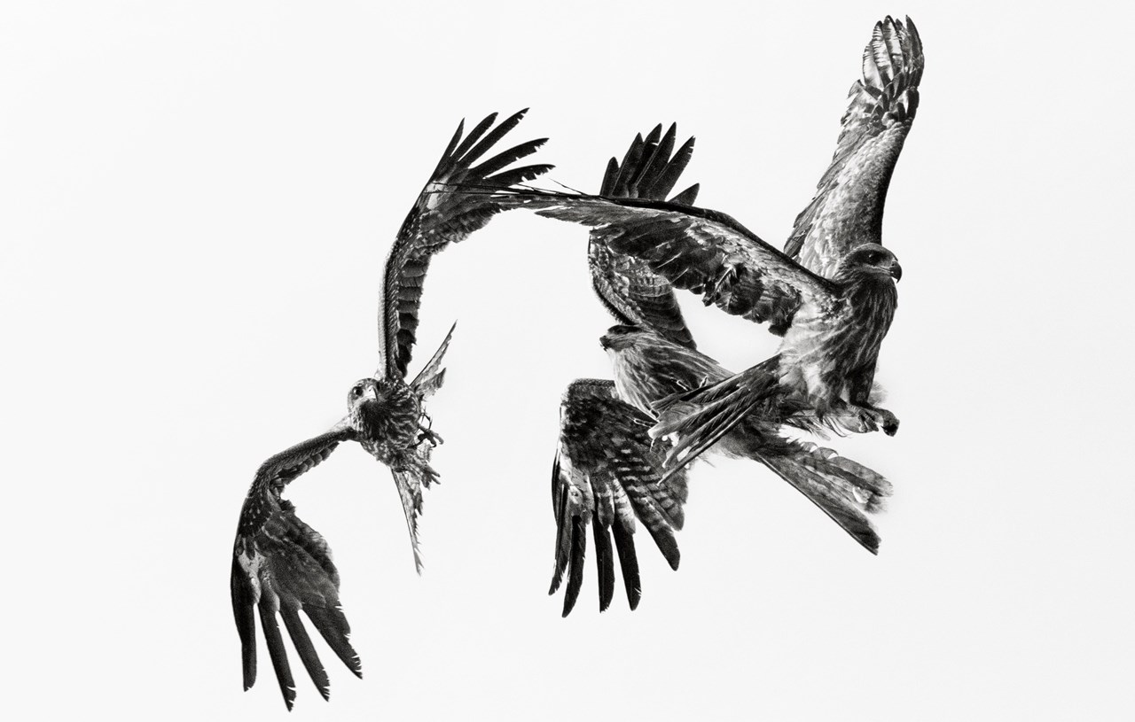 DES OISEAUX - Fotoutställning
