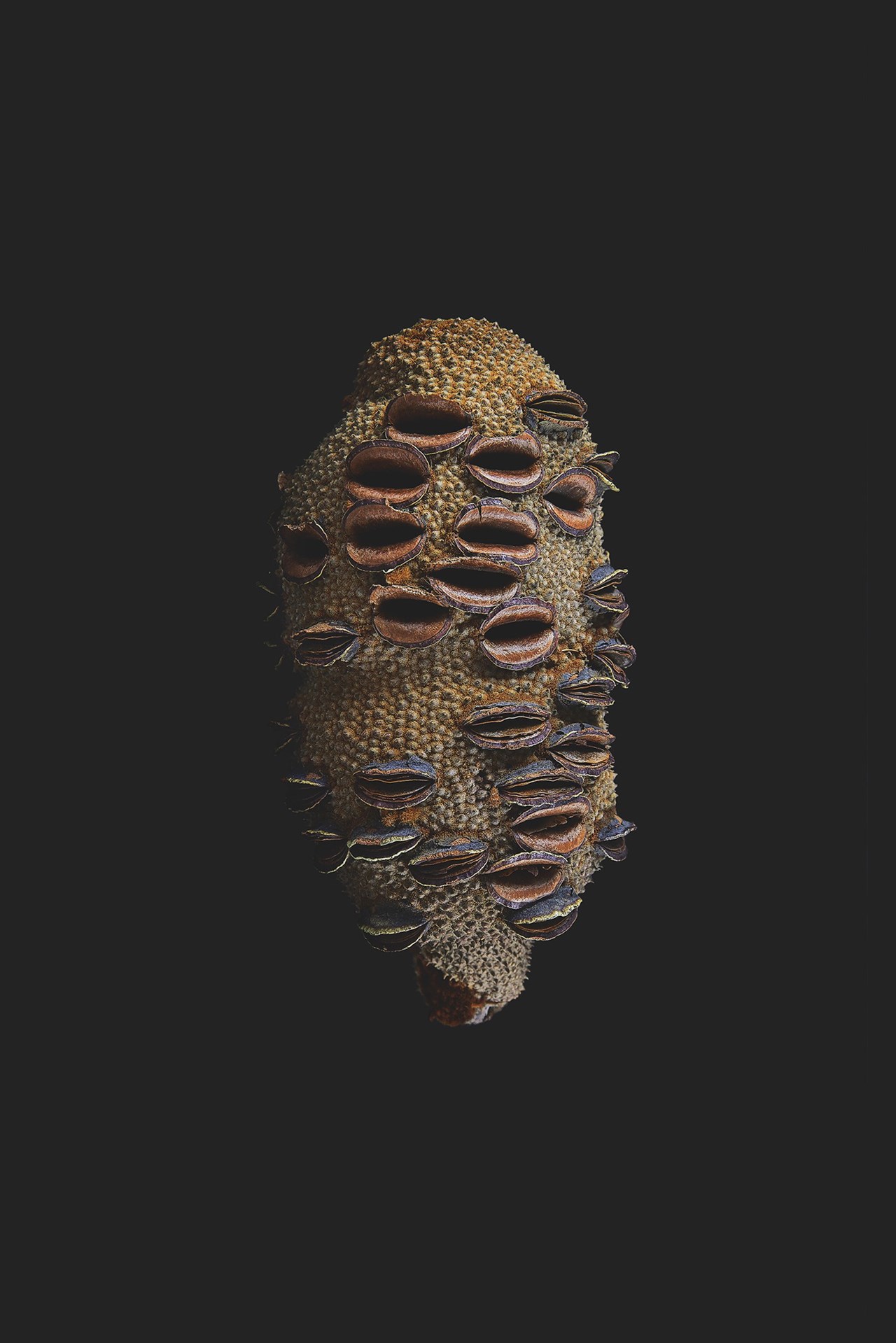 Seed Stories - fotografier av Thierry Ardouin