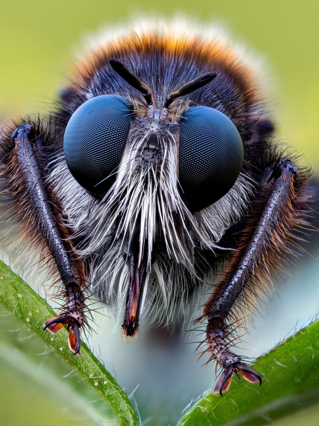 John Hallmén – Arthropoda