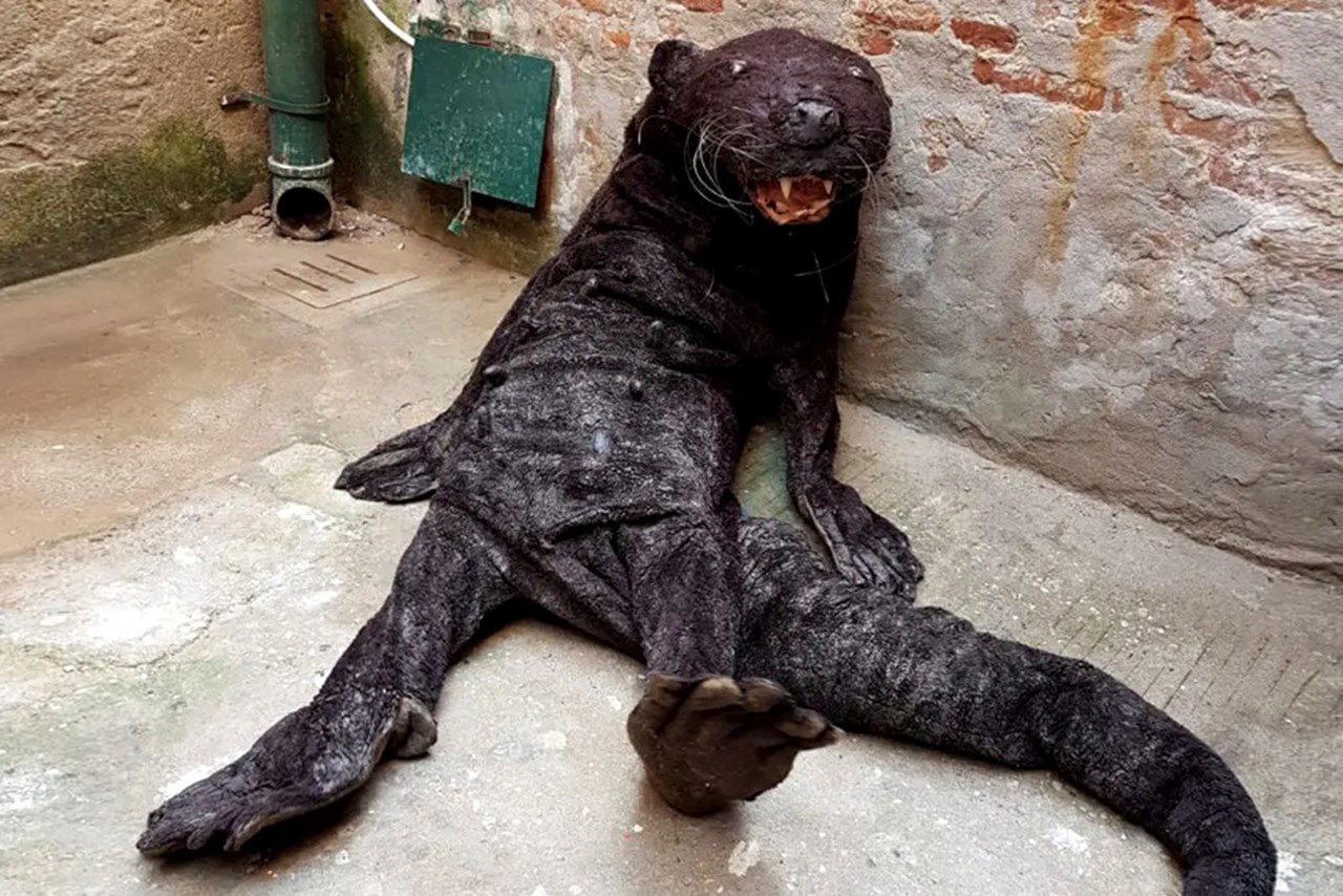 Performance: Ingela Ihrman, Giant Otter Giving Birth