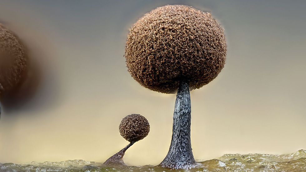 Margareta Battisti och Ronny Andersson – Myxo World