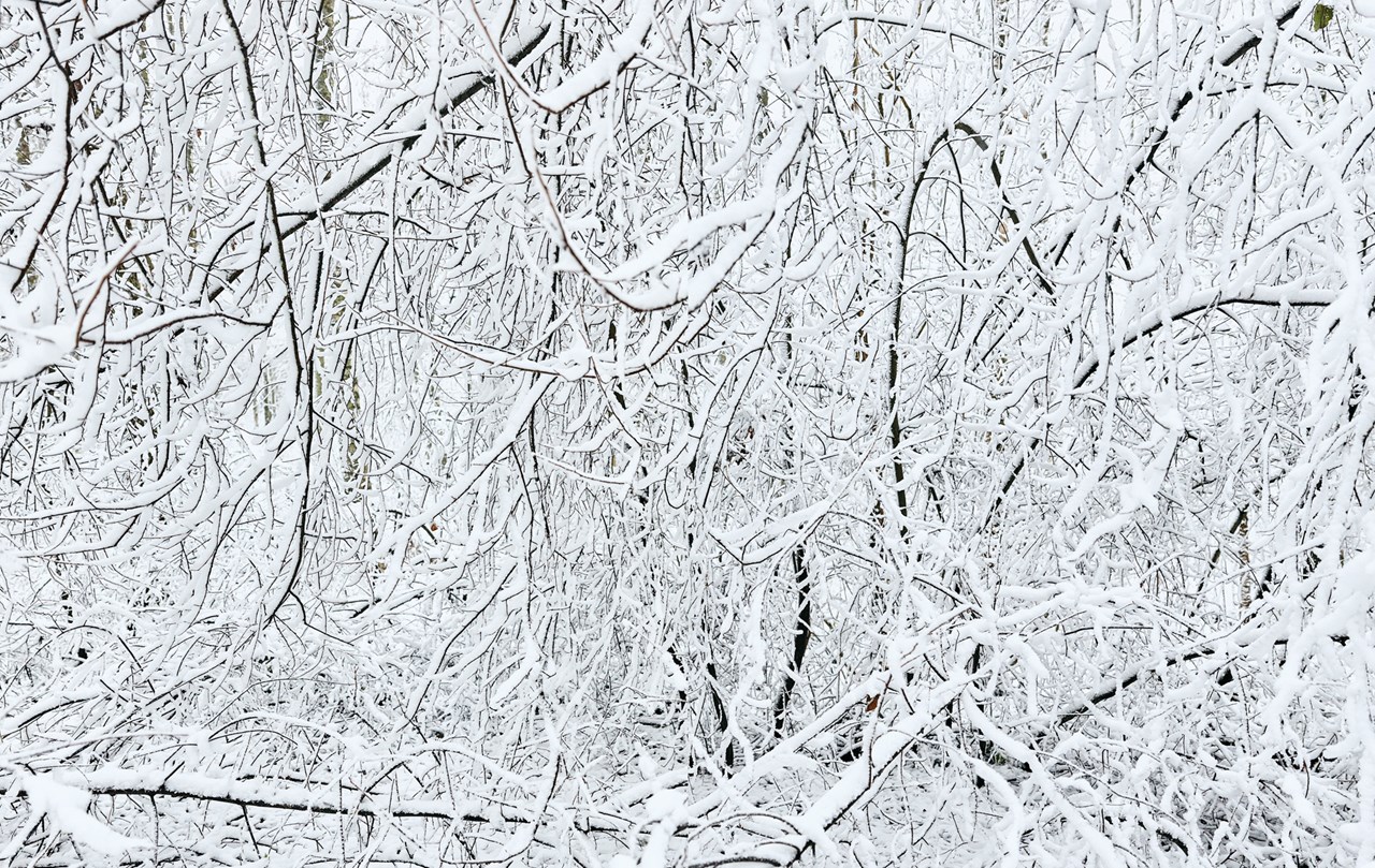 SNÖFLINGOR OCH ANDRA ÖVERRASKNINGAR