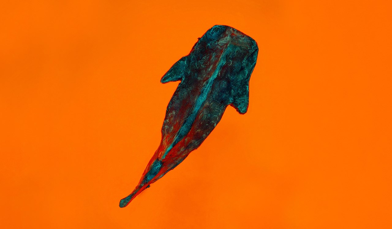 Barns vattenreflektioner och Vattenmångfald