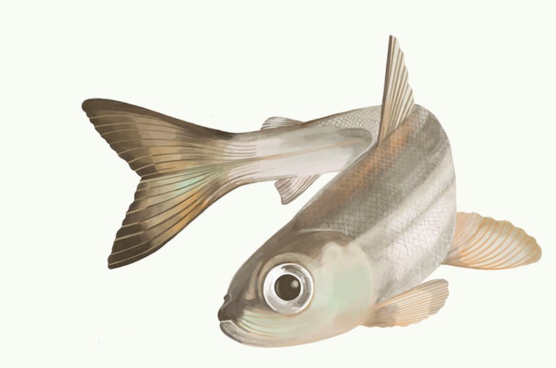 ILLUSTRATION SKIMMER&HÄRVOR