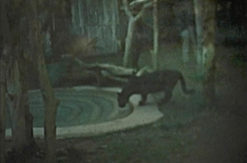 Lina Selander, The Conductor III, 223, Videostills.