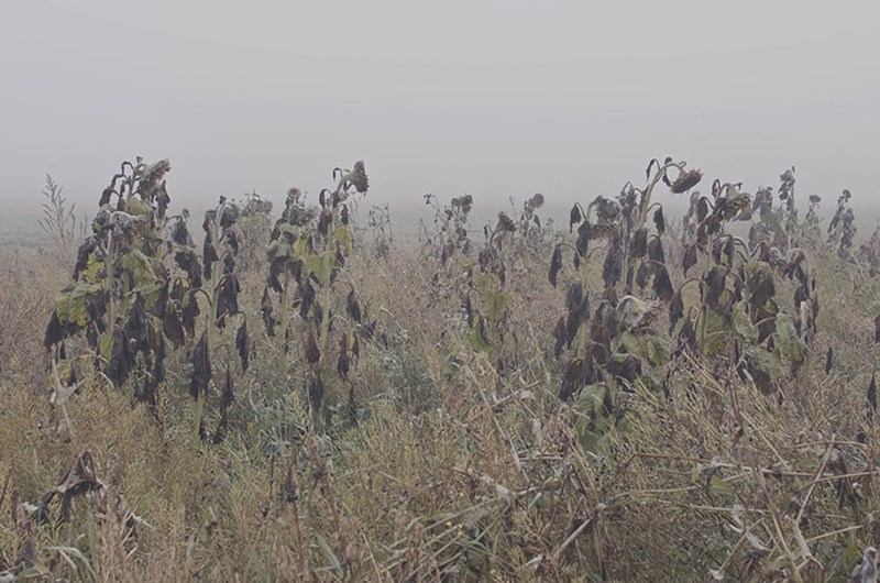 nabbteeri, still from video_2023, Fargfabriken