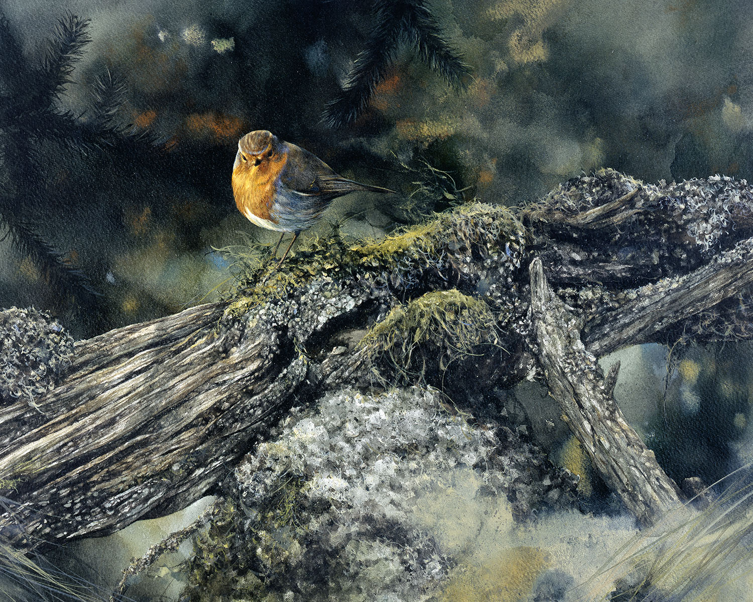 Rödhake i Norra Kvill