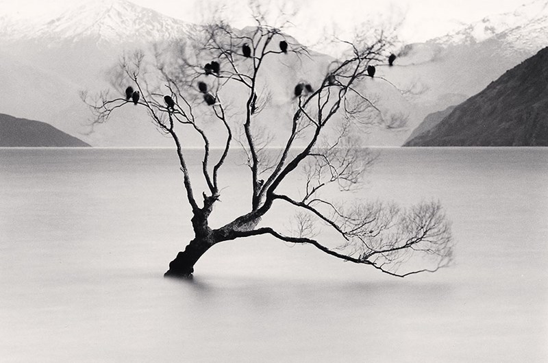 Michael Kenna, Wanaka lake tree, Study 2, Otago, New Zealand
