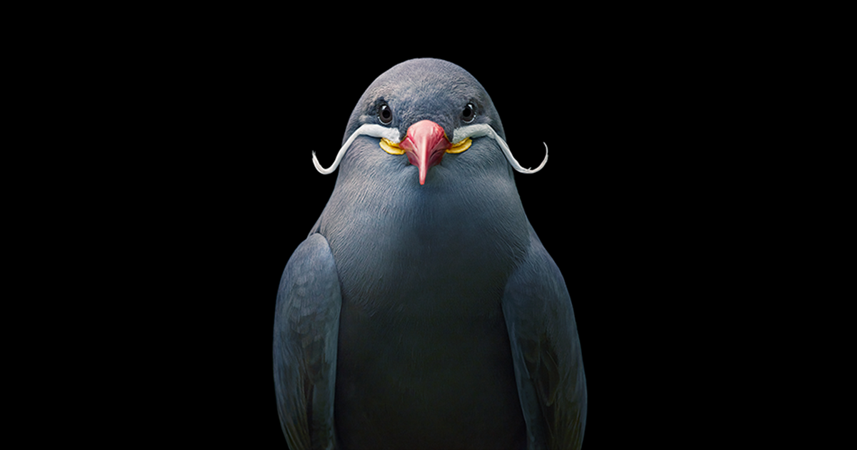 TIM FLACH – BIRDS | Konstguiden