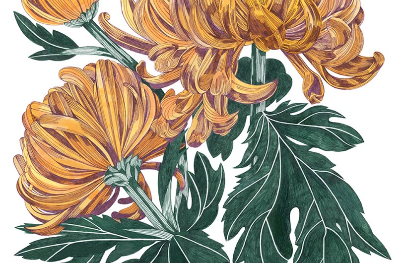 ILLUSTRATION TUSCH